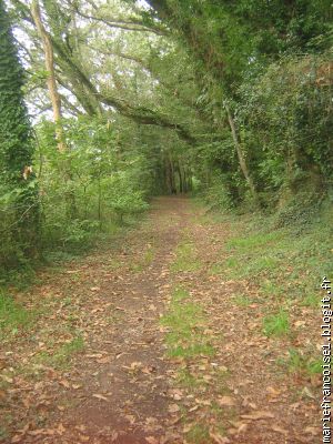 Sous bois près du Moros